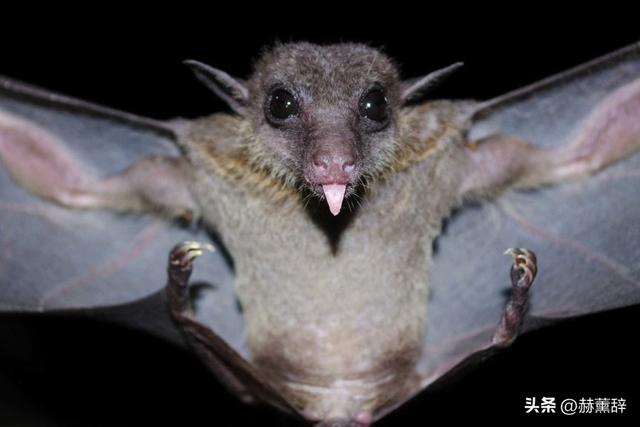 印度爆发尼帕病毒，死亡率达75%，世界经不起折腾	，中国也有病原