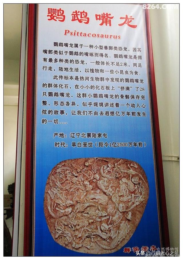 山东行游影记（36）—平邑天宇自然博物馆（十一）