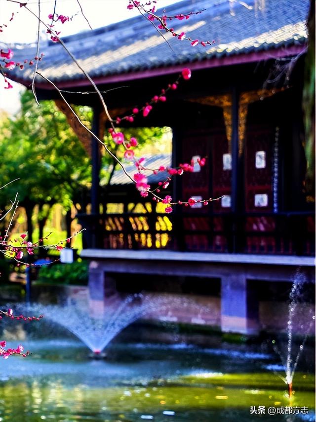 成都这波“梅”景太出片，错过再等一年~