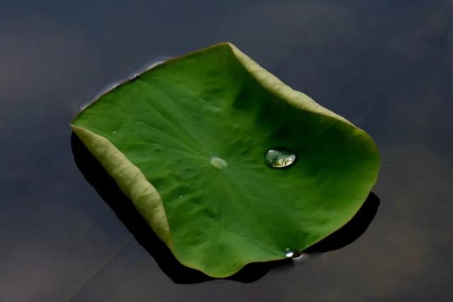 这么近，那么美！小编说的是朱雀湖的秋荷