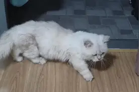 大学生情侣领养猫咪后退还，索要押金被拒，店主：早担心半途而废，所以约定养满6个月图片