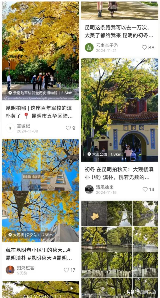 全屏“封神”！这可是昆明初冬的超绝顶流！保姆级攻略来袭，趁天晴立马冲！