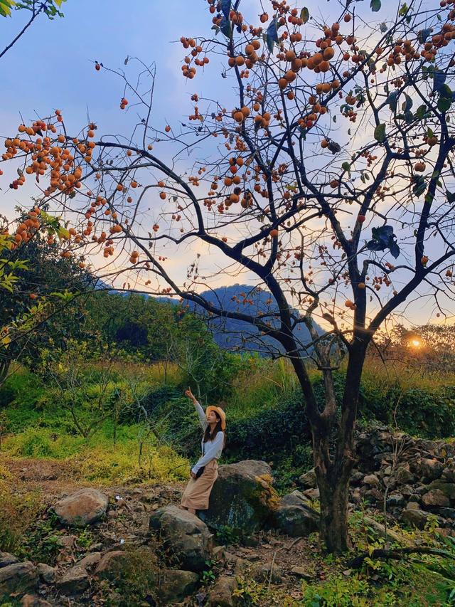 从化桂峰村赏秋，