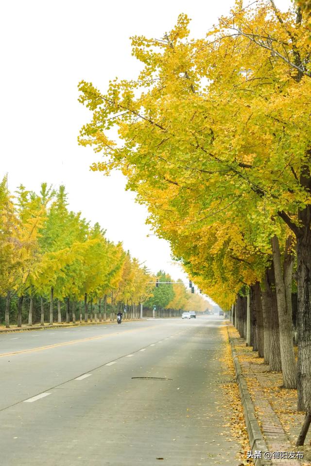 德阳冬季的“顶流”来了！错过等一年……