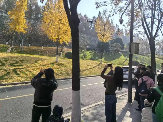 叶落成“景”,明城墙神武路太浪漫了!