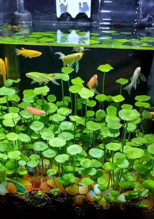 河北一00后小姑娘，因“铜钱草鱼缸”走红，超多人都被“治愈了”
