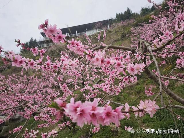 周末去哪儿？来开江这里的300余亩桃花海→