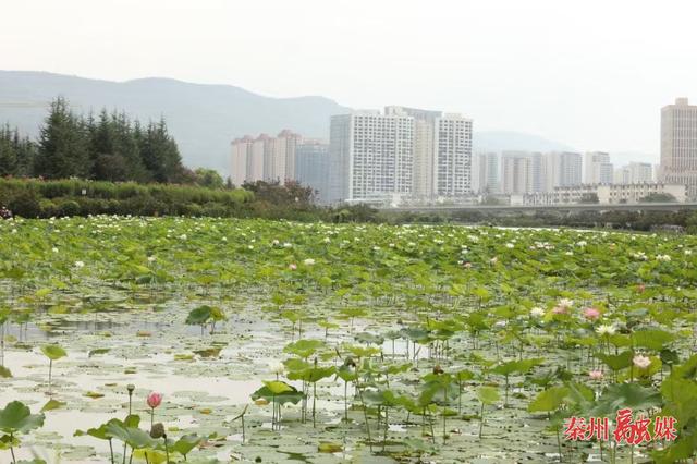 亭亭清荷韵满塘 悠悠碧水凉意浓