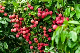 日啖荔枝三百颗，今年有望“荔枝自由”？图片