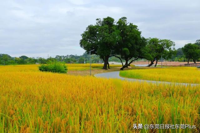 上班暂停，来东莞看稻田吧！