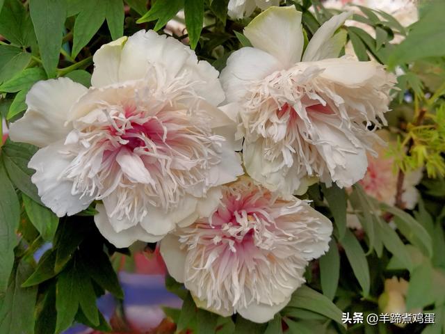 做几天洛阳人——游河南洛阳赏牡丹芬芳 总体概述（四）