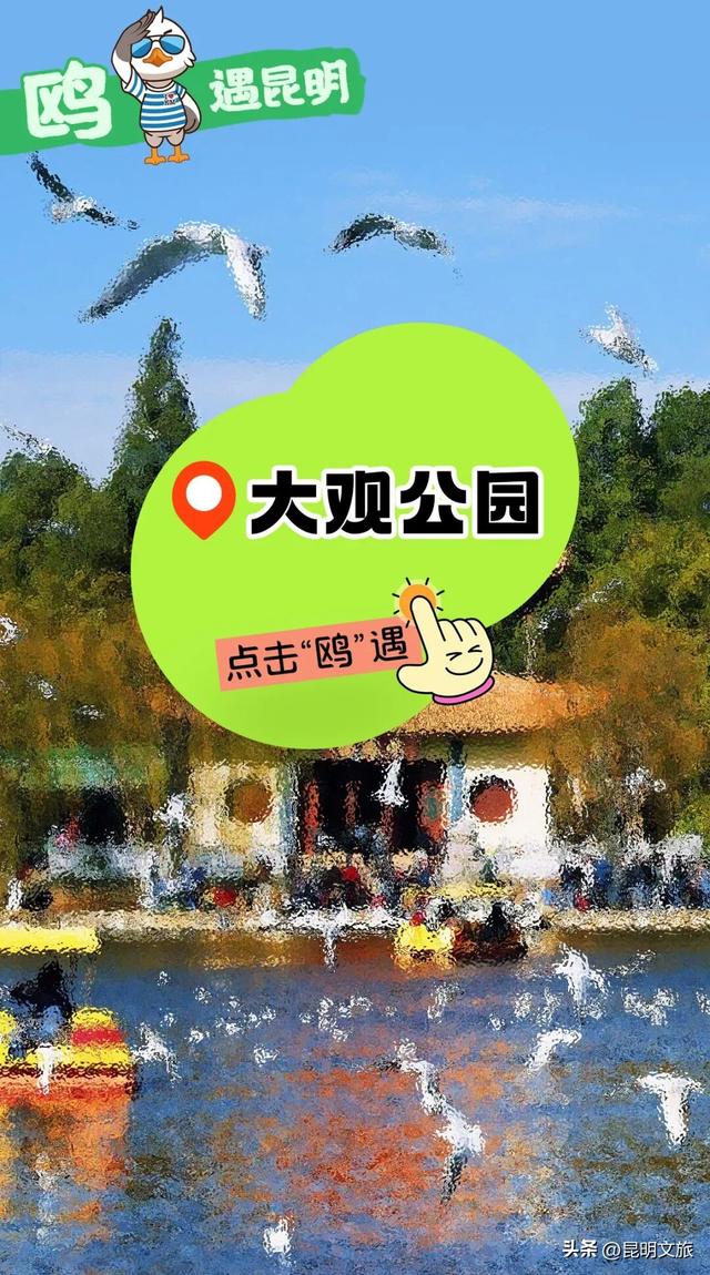 2025最新观鸥地图：这些地方“鸥”气值MAX，拍照直接封神！