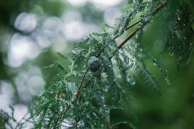 太美！来看金坛茅山私藏的「秋雨仙境」