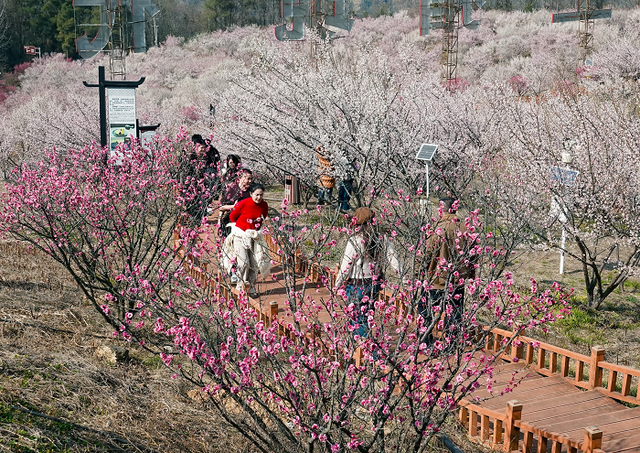 绵阳平武文旅市场迎来新春“开门红”
