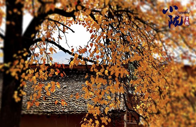 【小陇画报·428期】秋日康乐 每一步都走在金色油画里