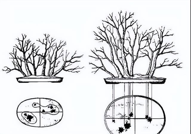 丛林盆景制作技巧｜把“微型森林”搬回家，丛林盆景这么做超简单
