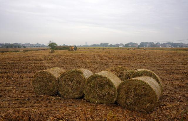 秋日的大杭州田间太“卷”了！胖乎乎的“瑞士卷”，一个一个又一个……