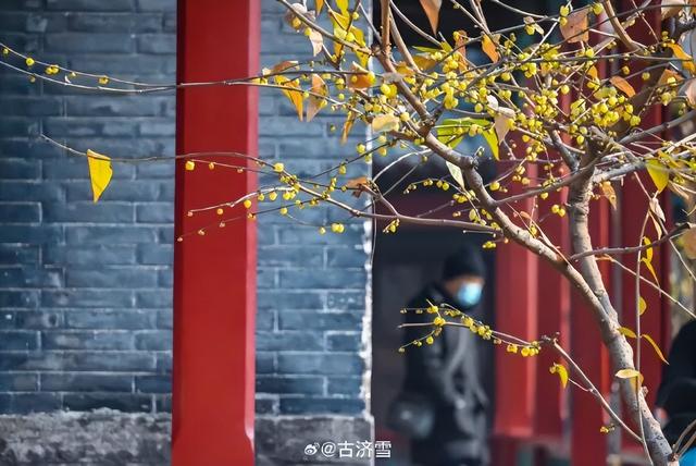 济南第一波蜡梅开了！这些赏梅地，赶紧冲！