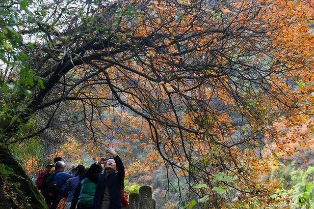 “中国北方第一峡”金龙峡风景区举办红叶节健康徒步行活动