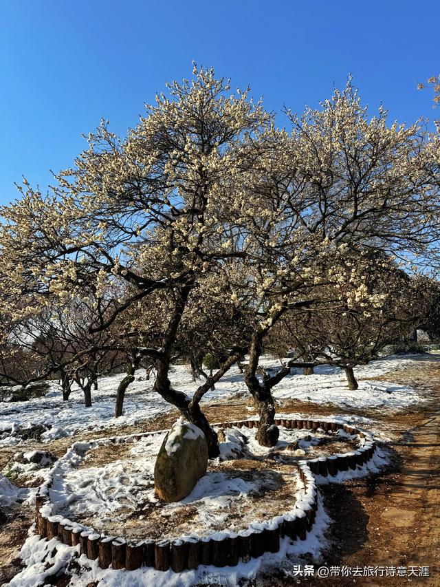 南京2026年第一场雪，梅花山、琵琶湖雪景