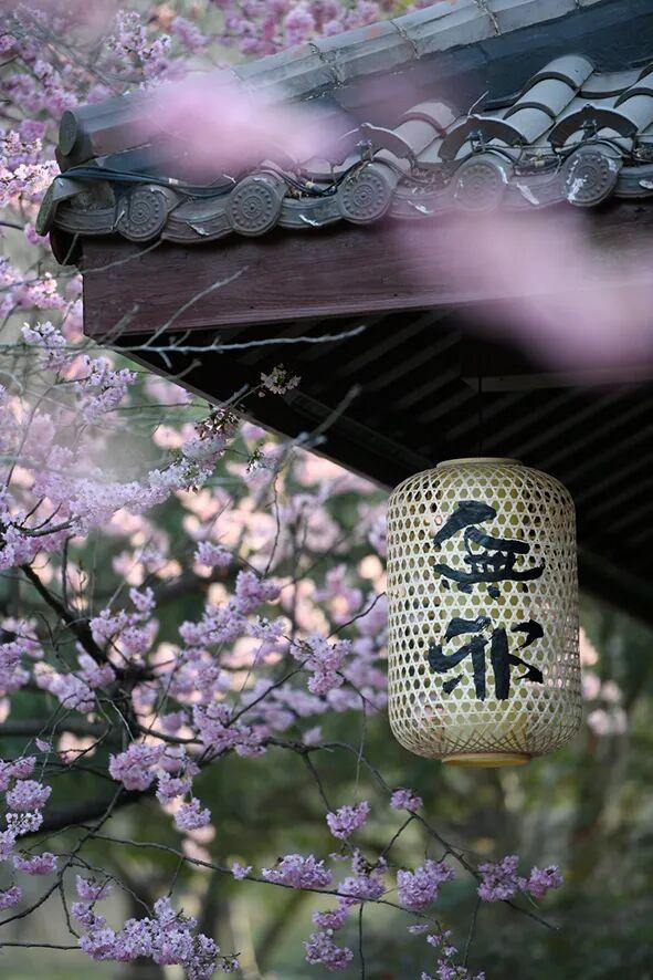 清晨7点的鼋头渚，美爆了