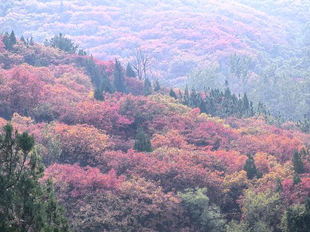 秋访捎近：一树龙吟火满山