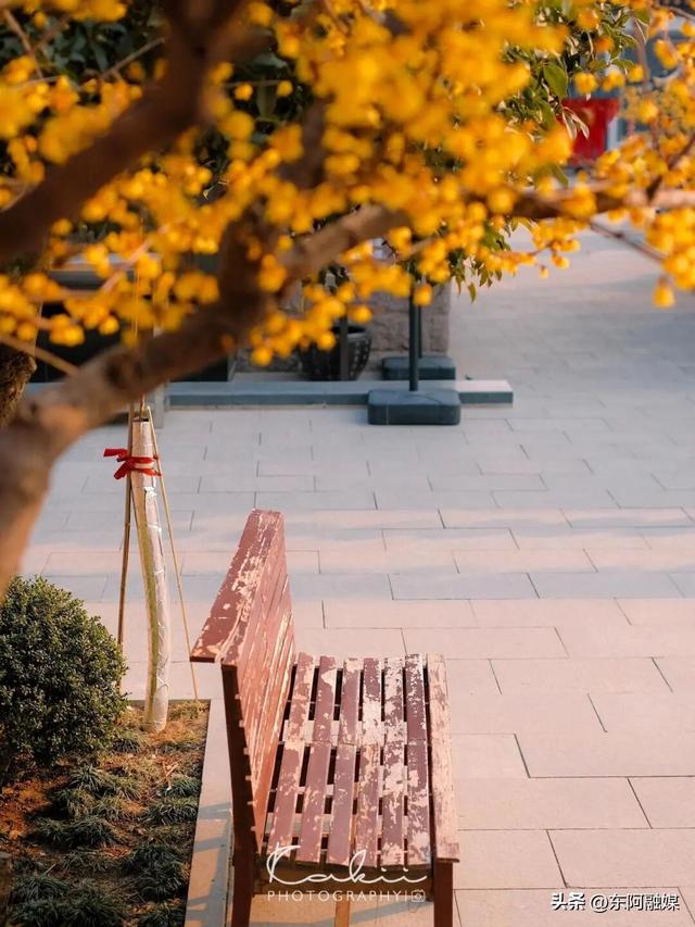 山东的第一波蜡梅开啦！快来邂逅这份冬日限定的浪漫