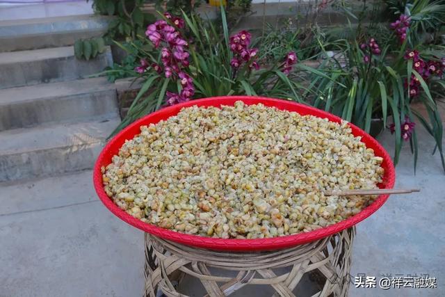 旅居祥云 | 米甸镇:橄榄好吃回味甜