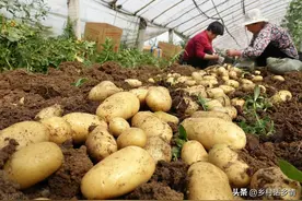马铃薯高产秘籍，土豆结的多个头大，这几点不能少，要不光长秧子图片