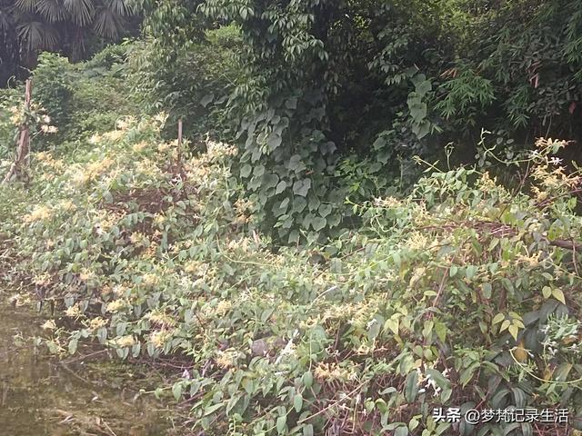 70多岁的老娘像个拼命三郎,一个人在雨天漫步拥抱大自然感觉不错