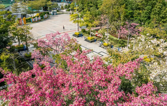 冬季里的“热力盛宴” 四川文旅市场释放冬季消费活力