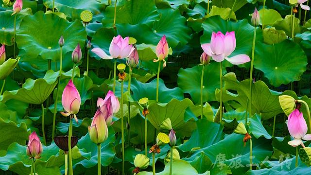 皖浙摩旅二人转——芹川古村篇