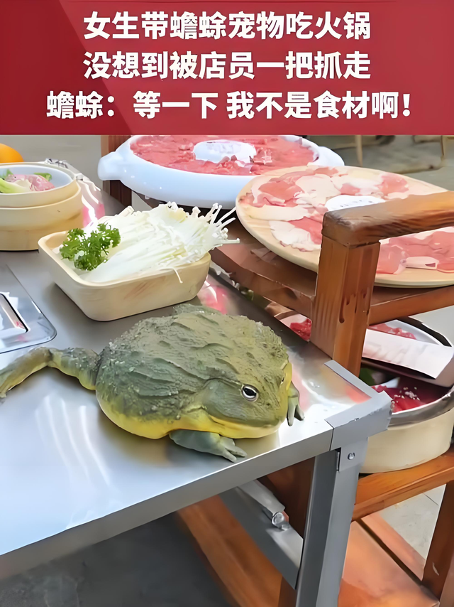 "救命啊！我蛙儿子要被吃了！"——宠物牛蛙与火锅店的故事
