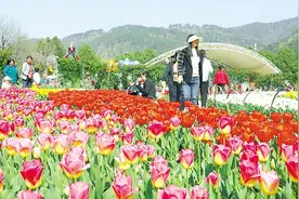 赏繁花、吃美食、住民宿……湖北日报解锁十堰花海新玩法图片