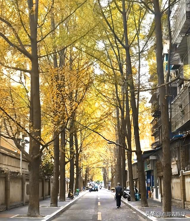 成都市中心最美银杏观赏地，这6处你去过吗？都不要门票！