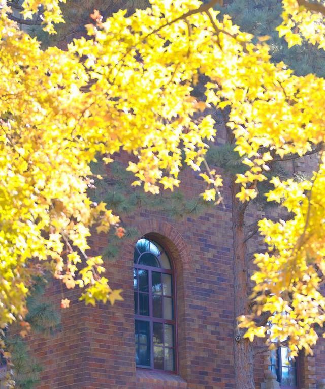 百年鎏金一树秋 | 在松苑咖啡馆，与长春最诗意的五角枫隔窗对望