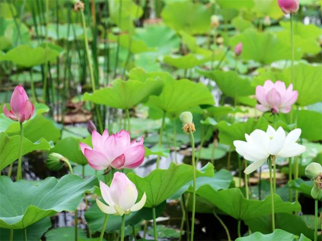 这个夏天，让我们相约在库尔勒！