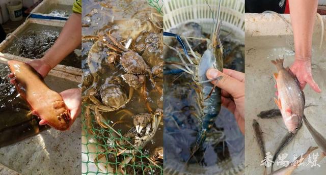 你知不知“稻”？番禺这片稻田美成了童话