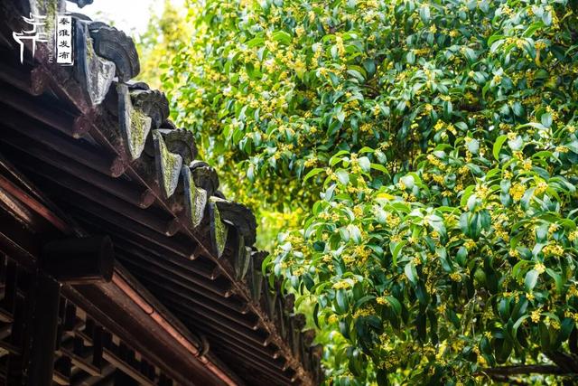 花样秦淮｜秋桂