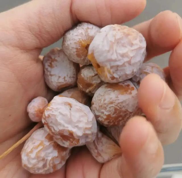 公园见到“它”,别怕丢人捡5粒回来,轻松养成“1片小森林