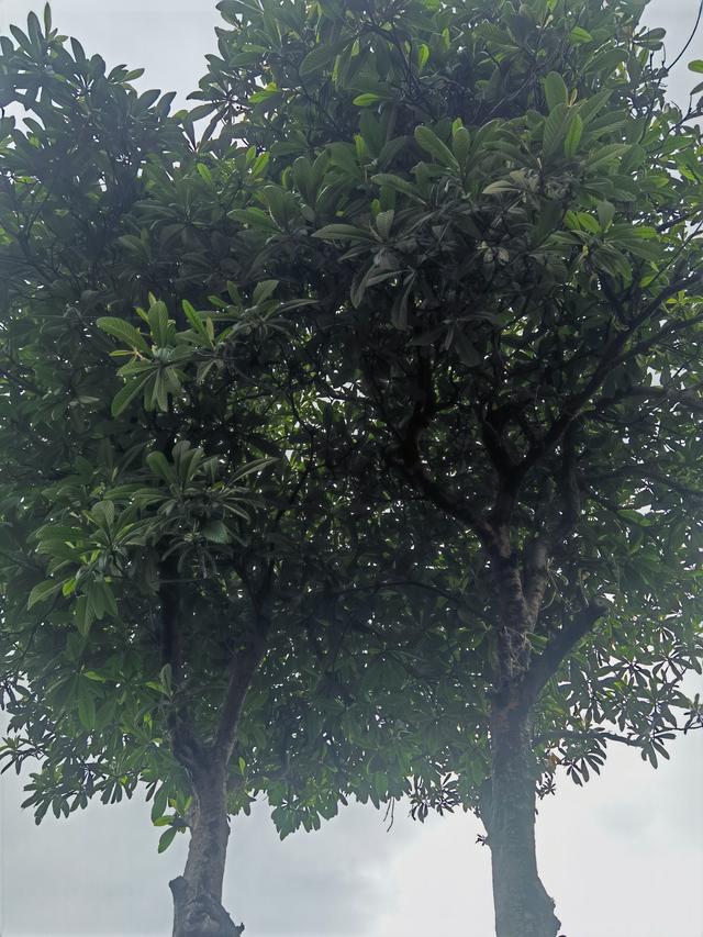 扬州东圈门—壶园（文化商业）