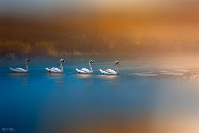 一次性学透|单词变复数后 “s” 的发音规则