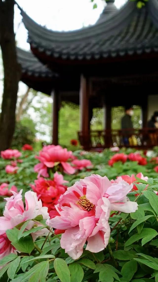花车巡游、半价游园……上海旅游节开启全城欢乐盛宴→