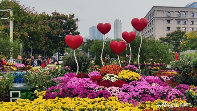 秋韵菊香、沙湖寻美—— 沙湖公园武汉第42届菊花展掠影