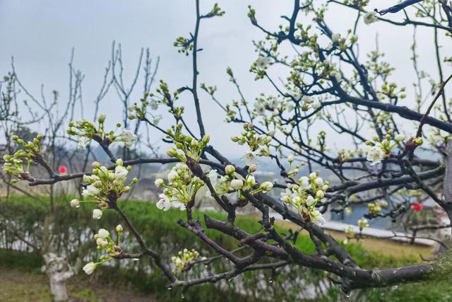 梨花带雨，新津带你！来约！