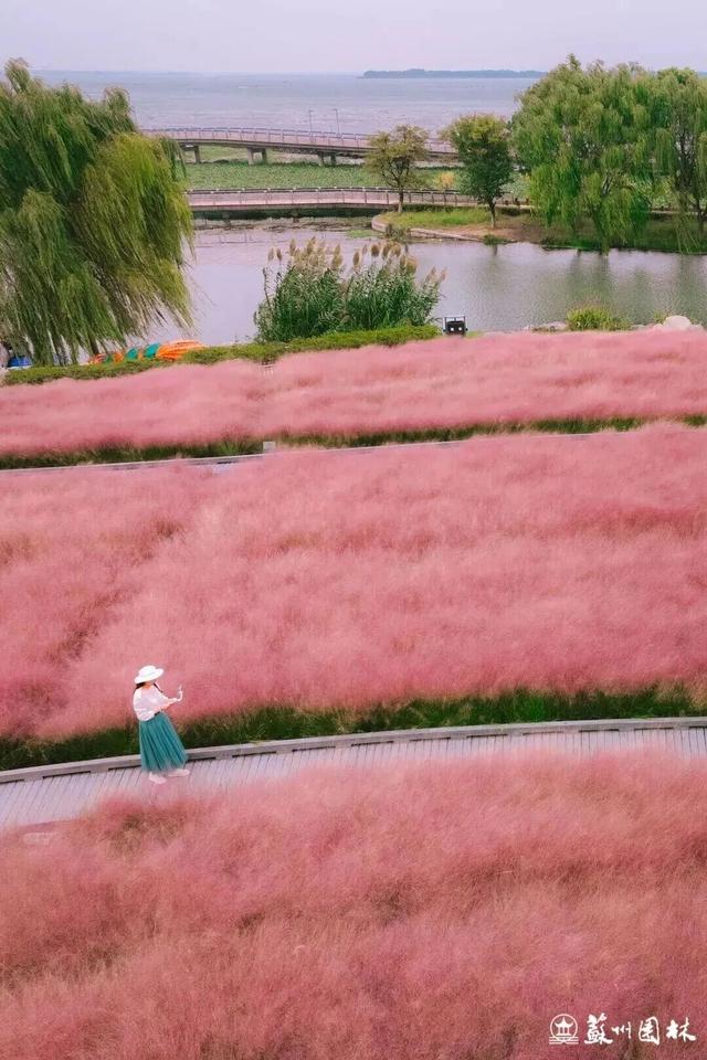 美翻了！苏州这些地方要成为顶流了！