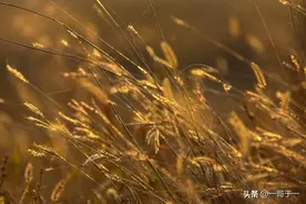 徐蚌之败（456）：第74军再次被歼灭图片