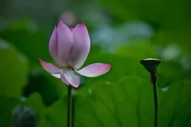 如果你一直很穷，看看刘伯温的5句话，才能富贵图片