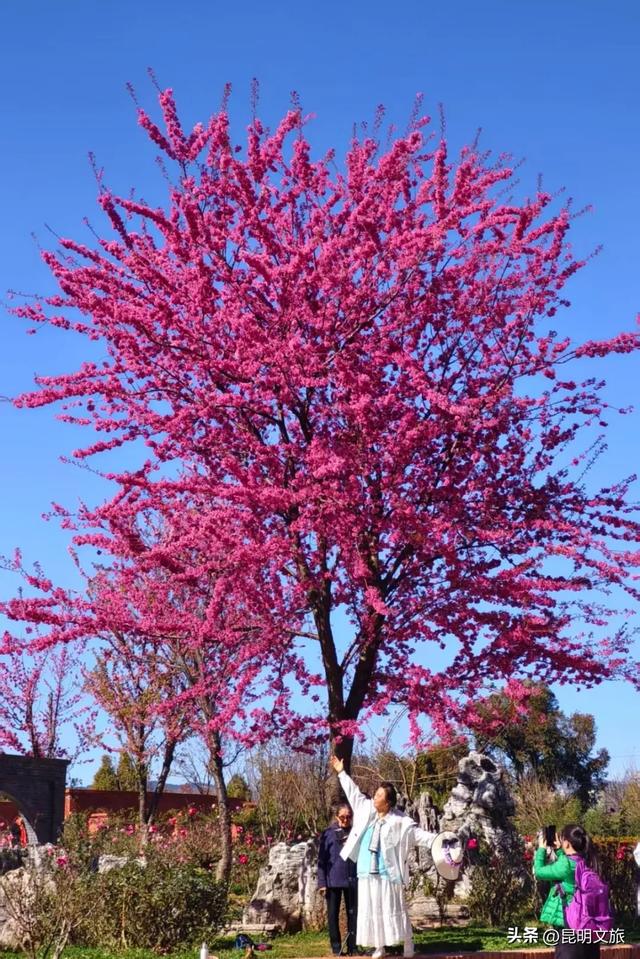 美炸！美炸！全国裹貂我赏樱！昆明最全冬樱赏花攻略来了，周末快冲~