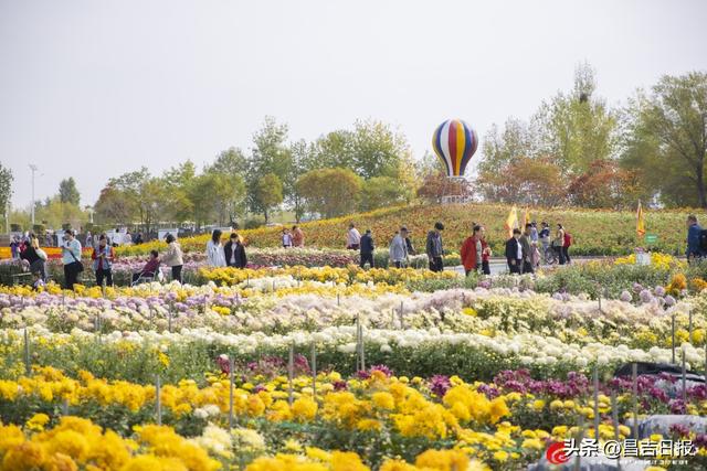 秋菊绽花海 游人醉金秋